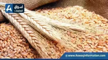 تذبذب أسعار القمح الروسي لدى التجار مع بداية التعاملات في الأسواق المحلية